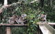 Phillip Island Penguins Private Tour - thumb 3