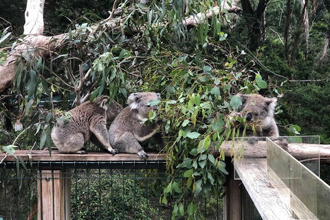Phillip Island Penguins Private Tour - Melbourne Tourism 3