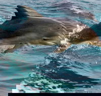 1.5HR Mudjimba Island Wildlife Safari - Melbourne Tourism