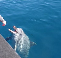 Noosa Wild Dolphin Safari - Melbourne Tourism