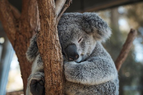 Sydney Taronga Zoo General Entry Ticket - Melbourne Tourism 3
