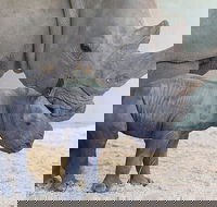 Croc Express to Australia Zoo from Gold Coast - Melbourne Tourism