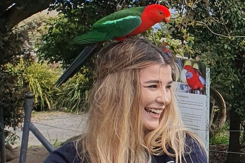 Lamington National Park, O'Reilly's & Vineyard Tour - Melbourne Tourism 0