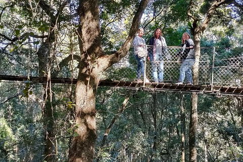 Lamington National Park, O'Reilly's & Vineyard Tour - Melbourne Tourism 2