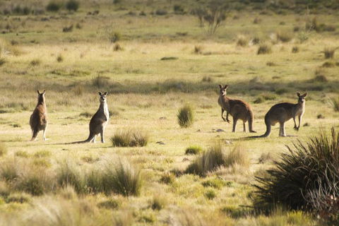 The Explorers' Discovery Tour - Gold, Wine & Wildlife - Melbourne Tourism 5
