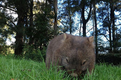 From The Mountains To The Bay - 4 Day Rediscovery Private Tour - Melbourne Tourism 5