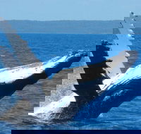 Mooloolaba Whale Watching Tour - Melbourne Tourism