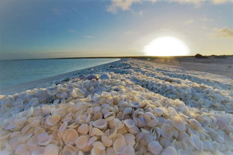 Monkey Mia Dolphins & Shark Bay Air Tour From Perth - Melbourne Tourism 3