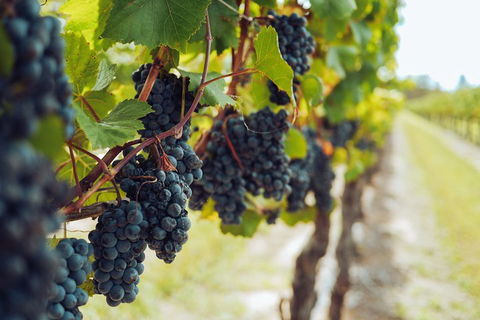 Yarra Valley 2-6 Guests With Lunch And Gin Tasting At Four Pillars - Melbourne Tourism 1