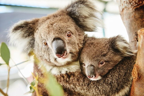 Full-Day Pinnacles Desert And Yanchep National Park Tour From Perth - Melbourne Tourism 5