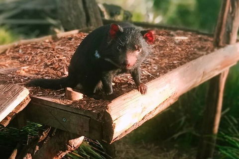 Bonorong Wildlife Park And Richmond Afternoon Tour From Hobart - Melbourne Tourism 4