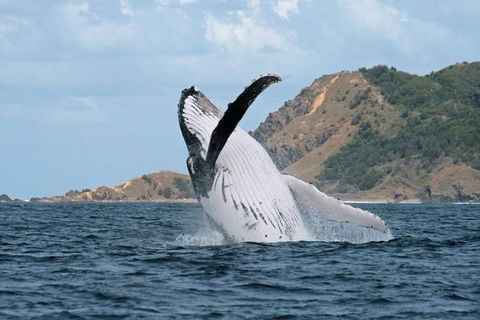 Byron Bay Whale Watching Cruise - Melbourne Tourism 0