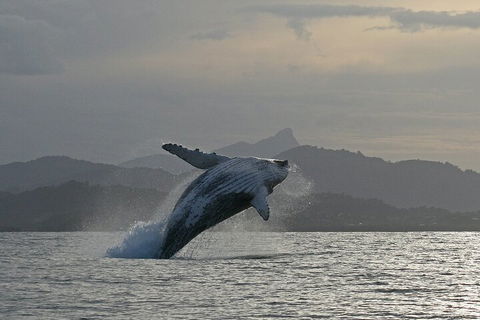 Byron Bay Whale Watching Cruise - Melbourne Tourism 1