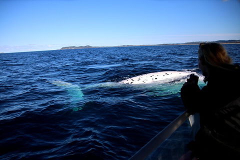 Byron Bay Whale Watching Cruise - Melbourne Tourism 2