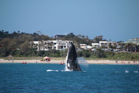 Byron Bay Whale Watching Cruise - Melbourne Tourism 3