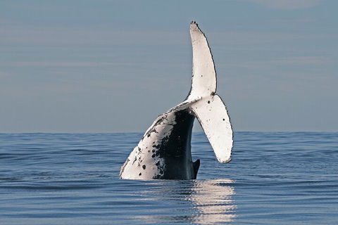 Byron Bay Whale Watching Cruise - Melbourne Tourism 4