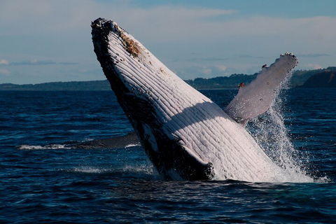 Byron Bay Whale Watching Cruise - Melbourne Tourism 5