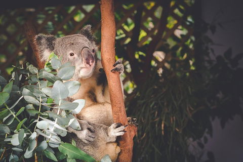 Small-Group Blue Mountains Day Trip From Sydney With Wildlife Park - Melbourne Tourism 2