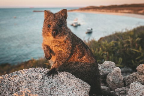 Rottnest Island Roundtrip Fast Ferry From Hillarys Boat Harbour - Melbourne Tourism 5