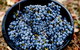 Melbourne City Tour And Half Day Yarra Valley In One Day - thumb 4