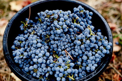 Melbourne City Tour And Half Day Yarra Valley In One Day - Melbourne Tourism 4