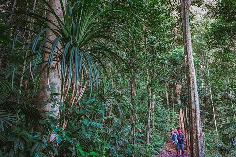 Atherton Tablelands Rain Forest By Night From Cairns - Melbourne Tourism 0