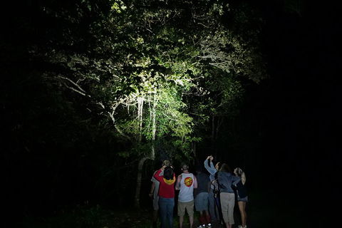 Atherton Tablelands Rain Forest By Night From Cairns - Melbourne Tourism 2