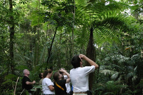 Atherton Tablelands Rain Forest By Night From Cairns - Melbourne Tourism 3