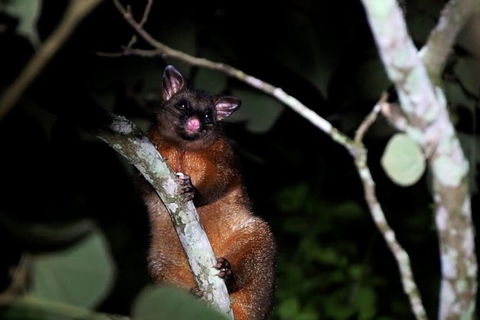 Atherton Tablelands Rain Forest By Night From Cairns - Melbourne Tourism 4
