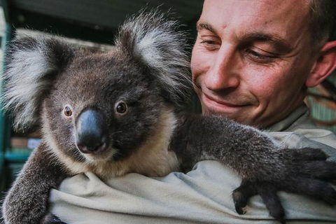 Kangaroos & Koala Encounter Experience (Half Day Private Tour) - Melbourne Tourism 0