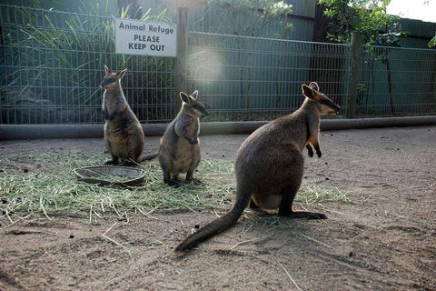 Kangaroos & Koala Encounter Experience (Half Day Private Tour) - Melbourne Tourism 2