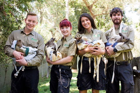 Kangaroos & Koala Encounter Experience (Half Day Private Tour) - Melbourne Tourism 3