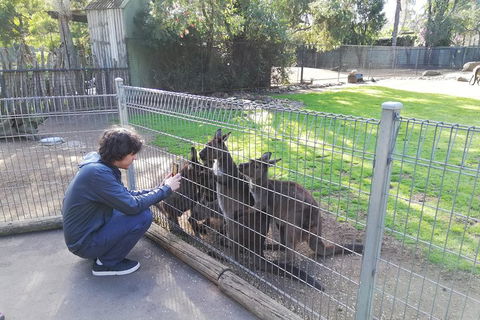 Kangaroos & Koala Encounter Experience (Half Day Private Tour) - Melbourne Tourism 4