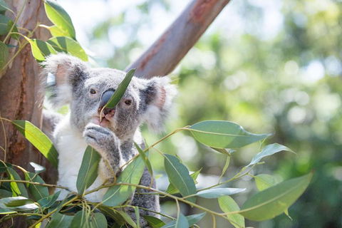 Kangaroos & Koala Encounter Experience (Half Day Private Tour) - Melbourne Tourism 5