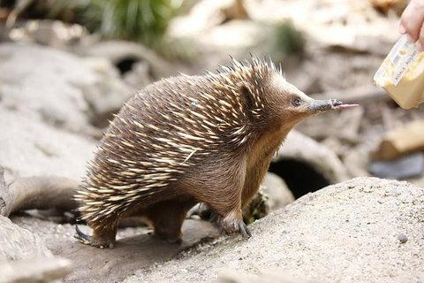 Healesville Sanctuary General Entry Ticket - Melbourne Tourism 4