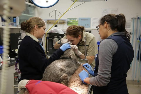 Healesville Sanctuary General Entry Ticket - Melbourne Tourism 5