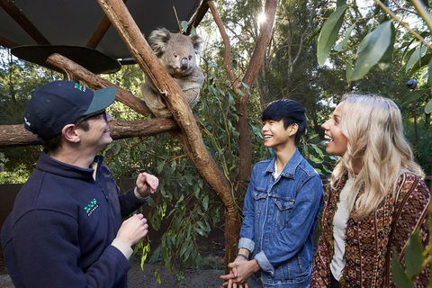 VIP Sanctuary Tour At Healesville Sanctuary Ticket - Melbourne Tourism 1