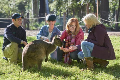 VIP Sanctuary Tour At Healesville Sanctuary Ticket - Melbourne Tourism 2