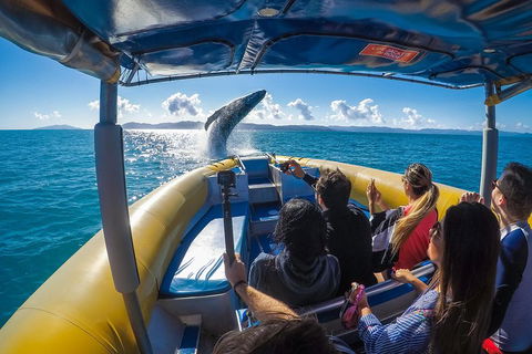 Ocean Rafting Tour To Whitehaven Beach, Hill Inlet Lookout & Top Snorkel Spots - Melbourne Tourism 4