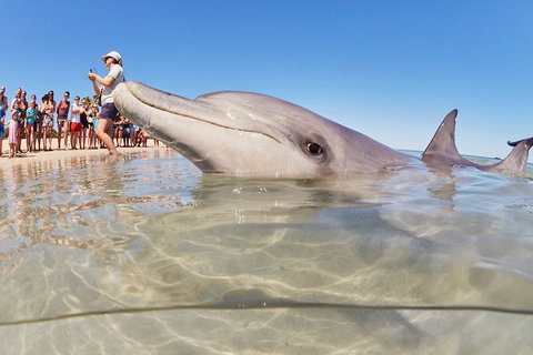 7-Day Exmouth Explorer Via Pinnacles Monkey Mia Ningaloo Reef Returning To Perth - Melbourne Tourism 1
