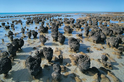 7-Day Exmouth Explorer Via Pinnacles Monkey Mia Ningaloo Reef Returning To Perth - Melbourne Tourism 3
