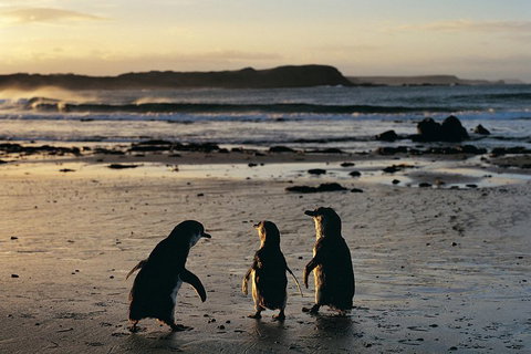Small-Group Phillip Island Day Trip From Melbourne With Penguin Plus Viewing - Melbourne Tourism 2