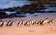 Small-Group Phillip Island Day Trip From Melbourne With Penguin Plus Viewing - thumb 4