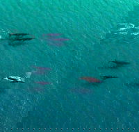 40-45 Minute Port Stephens and Stockton Beach Helicopter Flight - For 2 - Melbourne Tourism