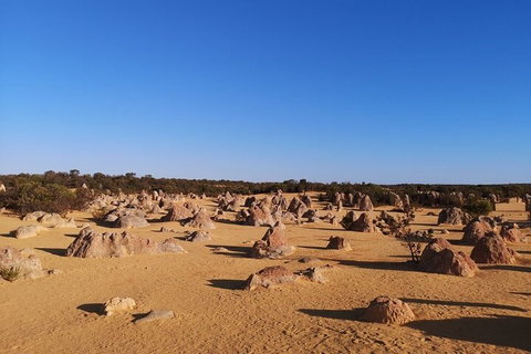 Pinnacles Day Trip From Perth Including Yanchep National Park - Melbourne Tourism 3