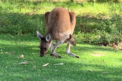 Pinnacles Day Trip From Perth Including Yanchep National Park - Melbourne Tourism 4