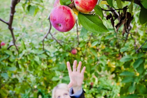 Perth Hills - Wildlife, Art & Gastronomy - Melbourne Tourism 1