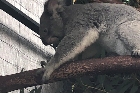 Perth Hills - Wildlife, Art & Gastronomy - Melbourne Tourism 3