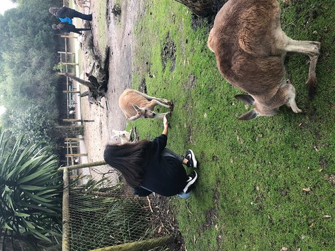 Perth Hills - Wildlife, Art & Gastronomy - Melbourne Tourism 4
