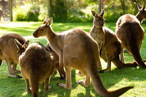 Melbourne City Card (3 Days): Visit Unlimited Attractions! - Melbourne Tourism 4